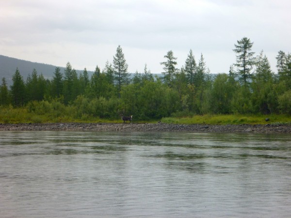 Найди оленя на фото