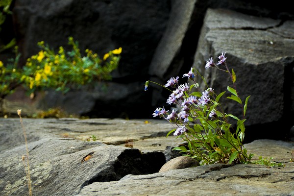 Местная флора прекрасна!