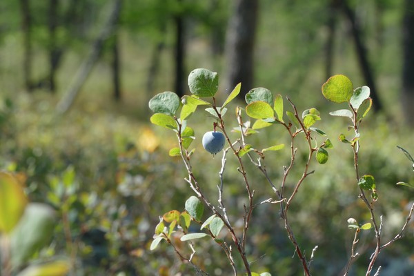 Голубика, однако, не черника!