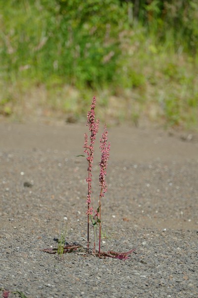 Представитель местной флоры