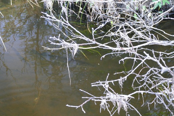 Представитель местной фауны. Щука!