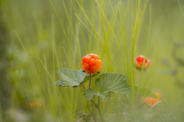 А вот и чудесная северная ягода!