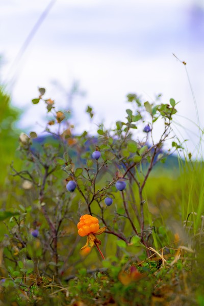 Морошка и Голубика - друзья по поляне