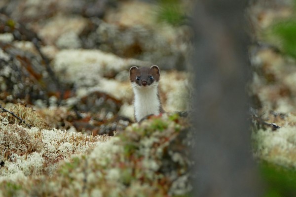 И местные жители хороши!