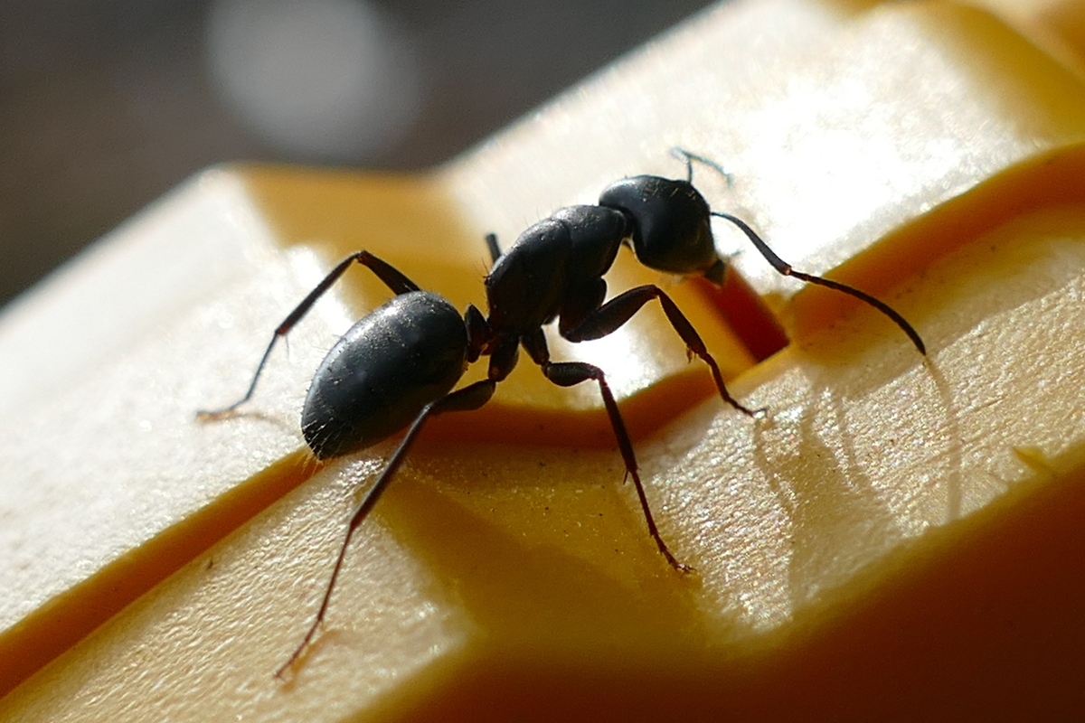 Суровые сибирские муравьи