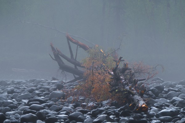 Одинокое бревно в тумане...