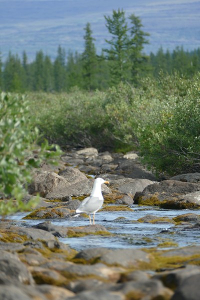 Пернатые спутники