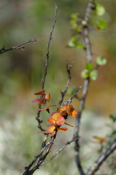Осенние листья - шумят :)