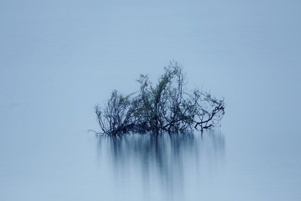 Просто куст в воде... :)