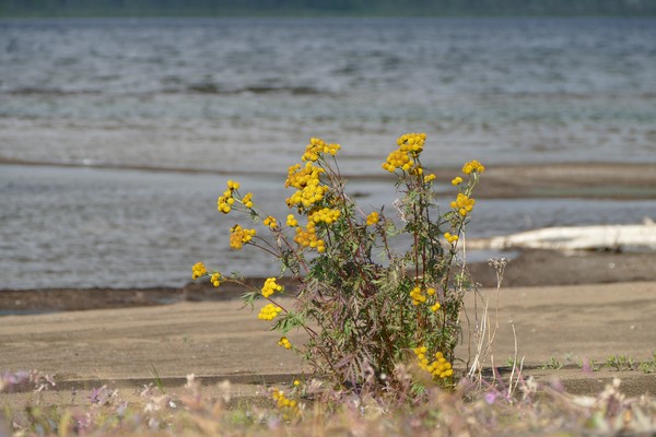 Всё та же ботаника