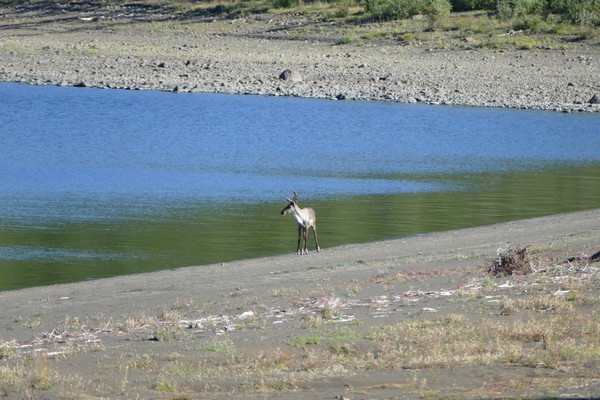 Мясо гуляет!