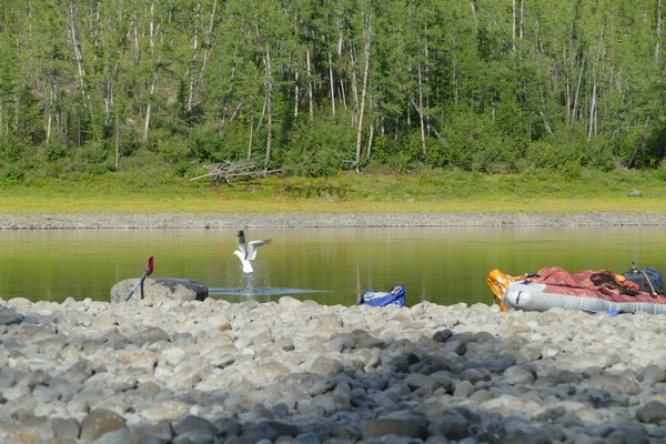 Чайка кормится рыбными потрошками